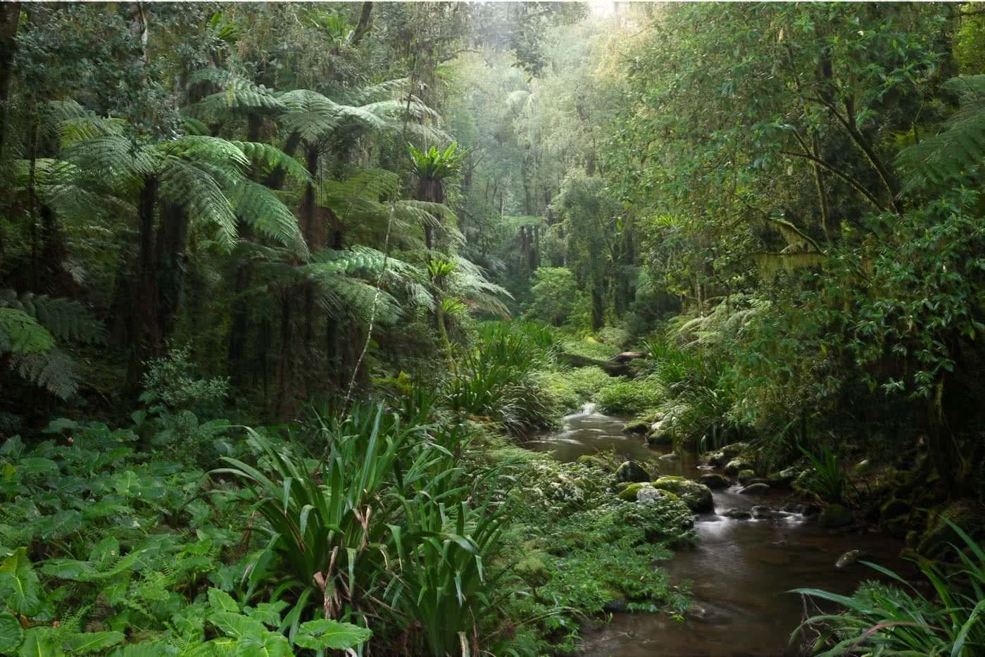 A Step Back In Time // Border Ranges National Park (NSW) by Conor Moore Brindle Creek