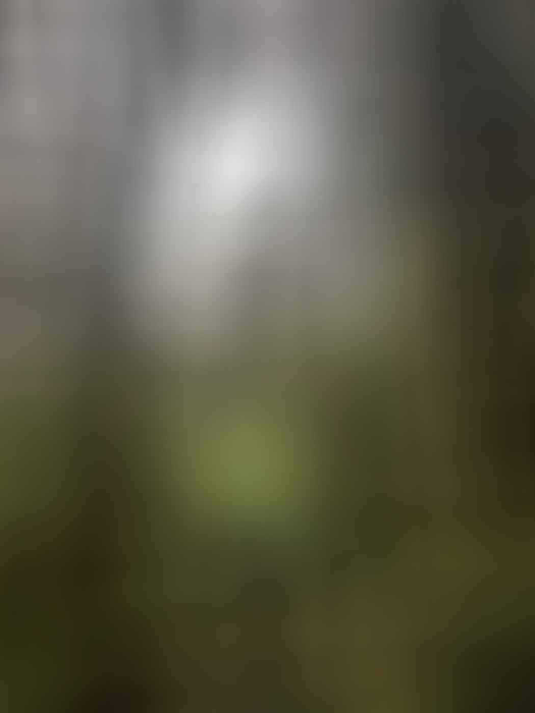Arc'teryx Beta AR and Alpha SV Waterproof Jackets // Gear Review by Mike Ashelford Beta Jackets (and beta blokes haaa) Arc'teryx Jacket Review-7, muggy rainforest, nz