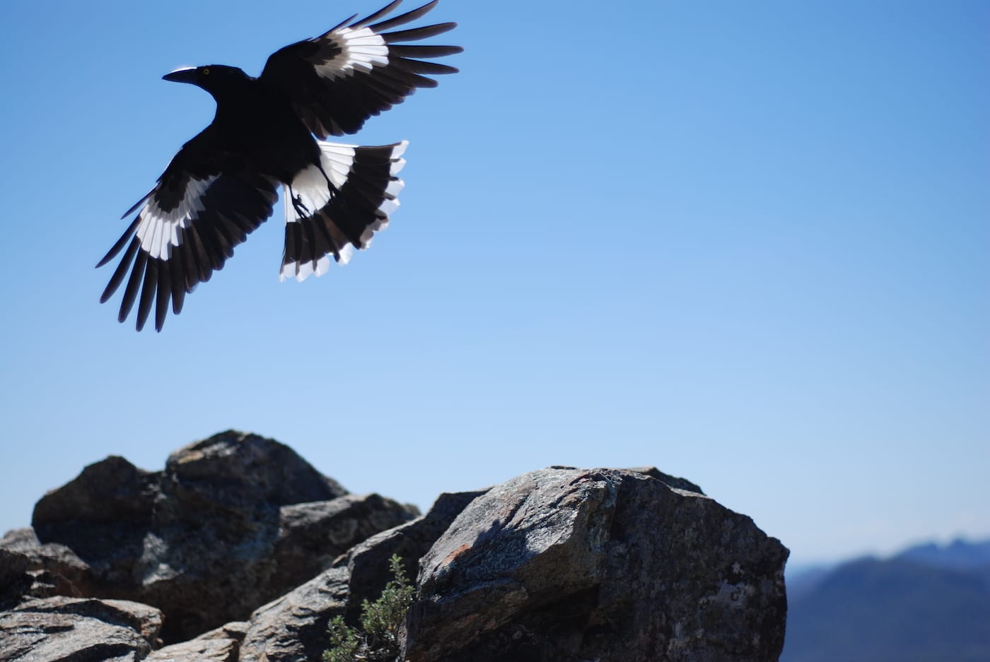 An Explorer's Guide To Hiking With A Camera by Zac de Silva magpie, bird