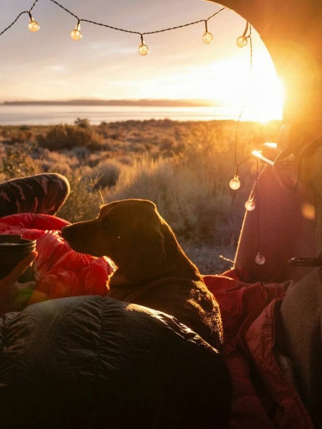 12 Best Dog Friendly Camping Sites In NSW