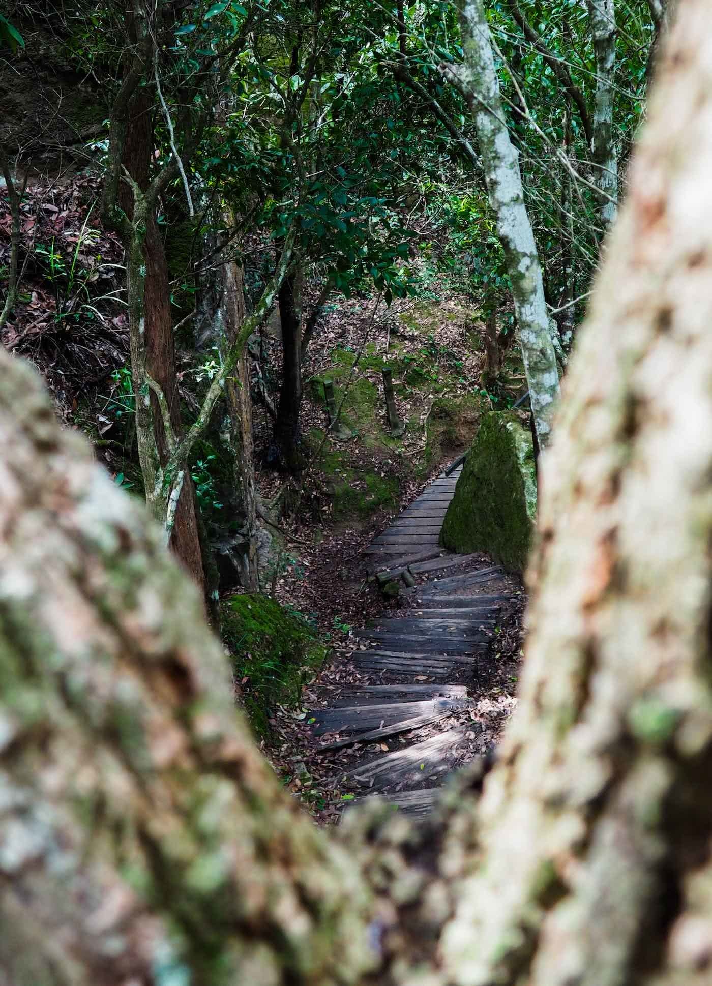 A hidden jungle - the yuelarbah track, by Damon Tually, walking track, forest steps