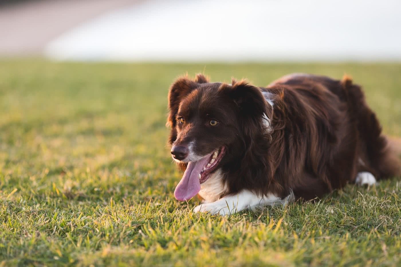 9 Awesome Dog Friendly Campsites Near Brisbane by Saphira Schroers, photo by Jon Harris