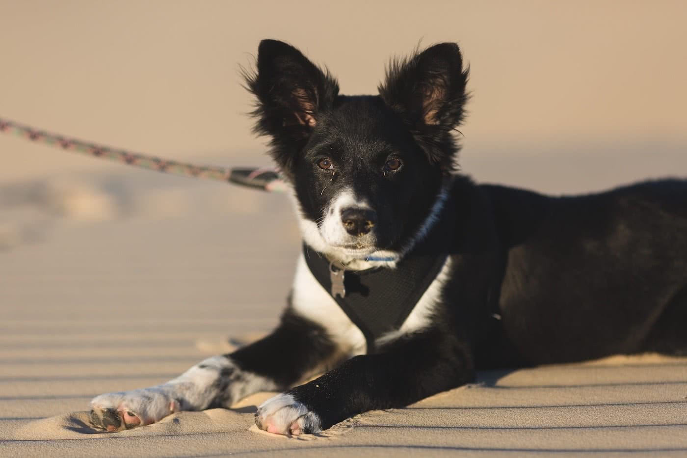 11 Awesome Dog Friendly Hikes Near Brisbane by Saphira Schroers photo by Jon Harris dog on leash