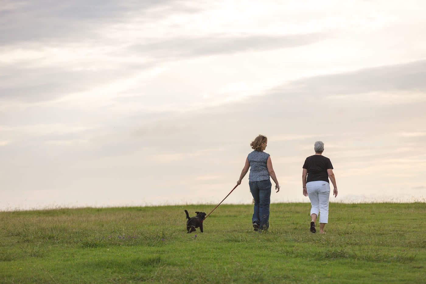 11 Awesome Dog Friendly Hikes Near Brisbane by Saphira Schroers photo by Jon Harris dog on leash