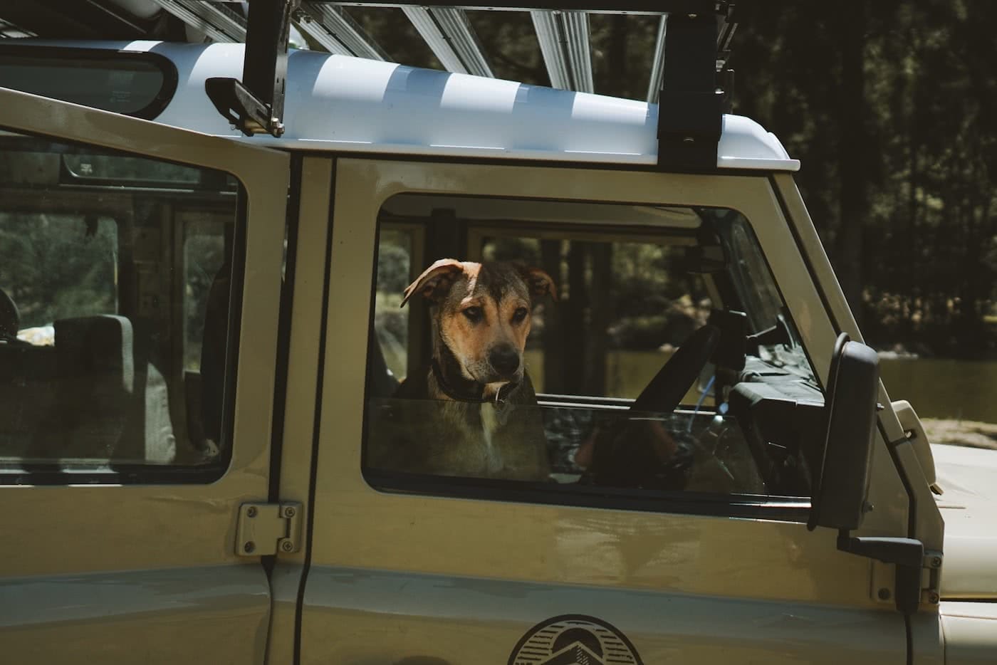 11 Awesome Dog Friendly Hikes Near Brisbane by Saphira Schroers photo by Ollie Khedun dog in a defender