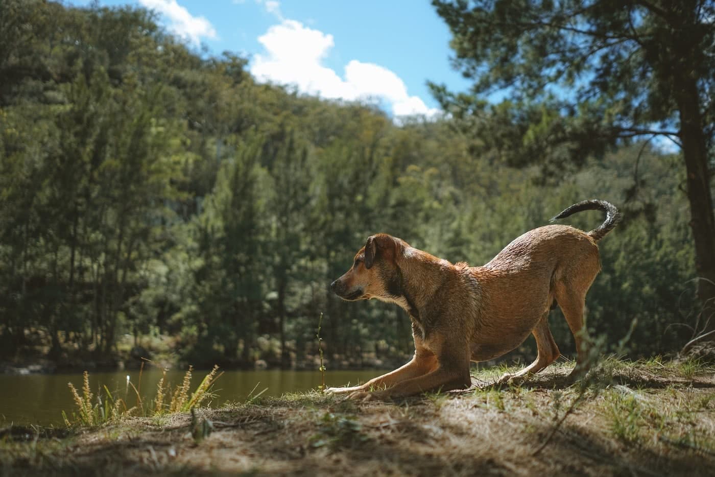 11 Awesome Dog Friendly Hikes Near Brisbane by Saphira Schroers photo by Ollie Khedun