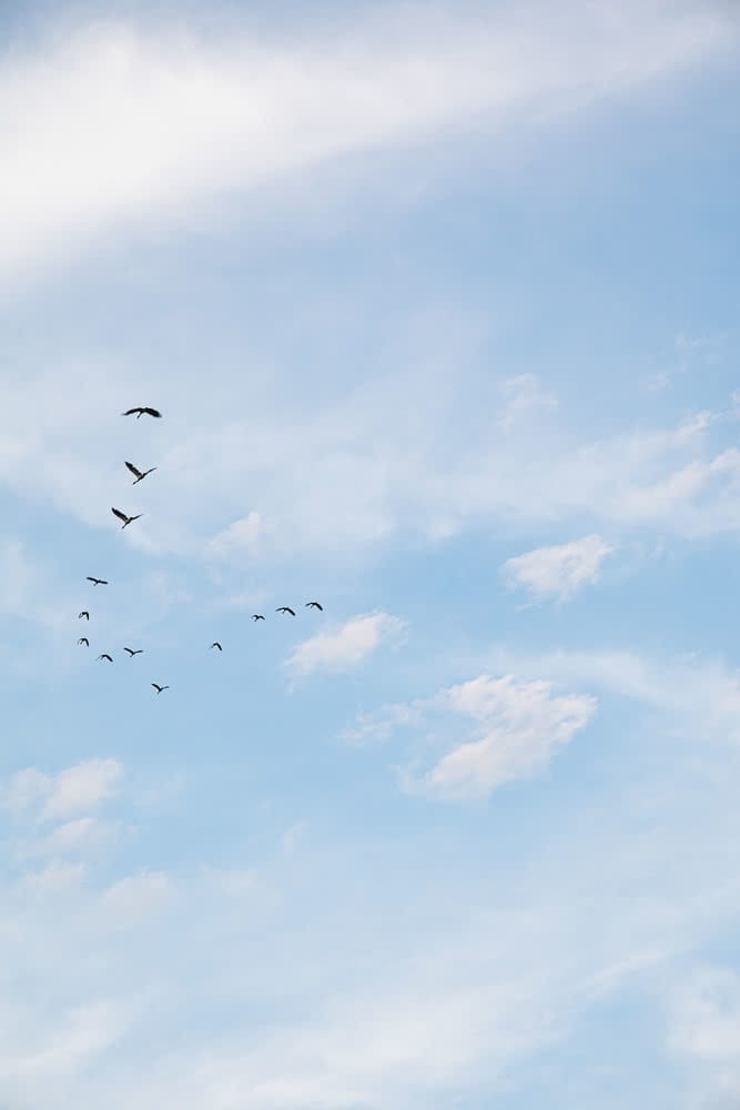 Yellow Water, Magpie Geese, photo by matt Cherubino, Northern Territory