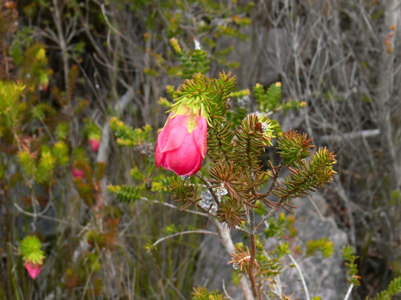 Three Peaks In One // Mount Trio – Stirling Ranges (WA) by Megan Warner, flower, stirling ranges unique flora