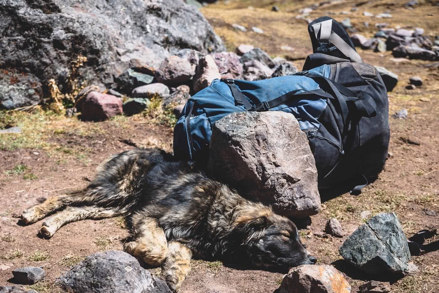 The best dog friendly campsites in Victoria, by Pat Corden, dog, backpack, adventuredog
