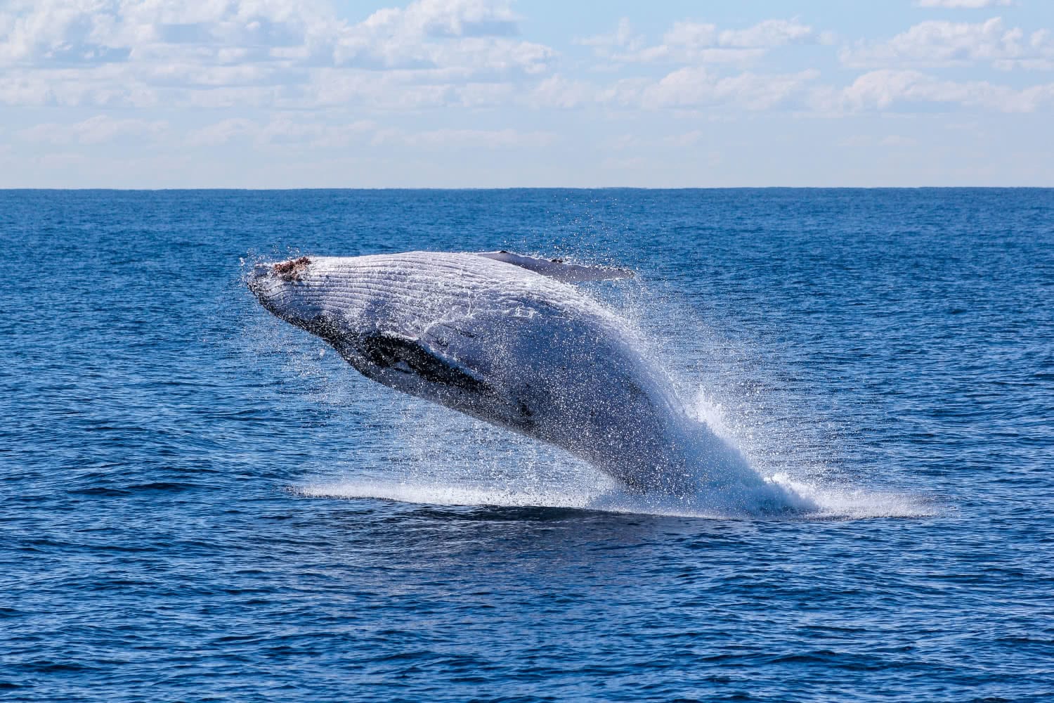 9 Epic Whale Watching Spots Near Sydney, photo by Georg Wolf, Mattie Gould, whale, splash, jump, ocean