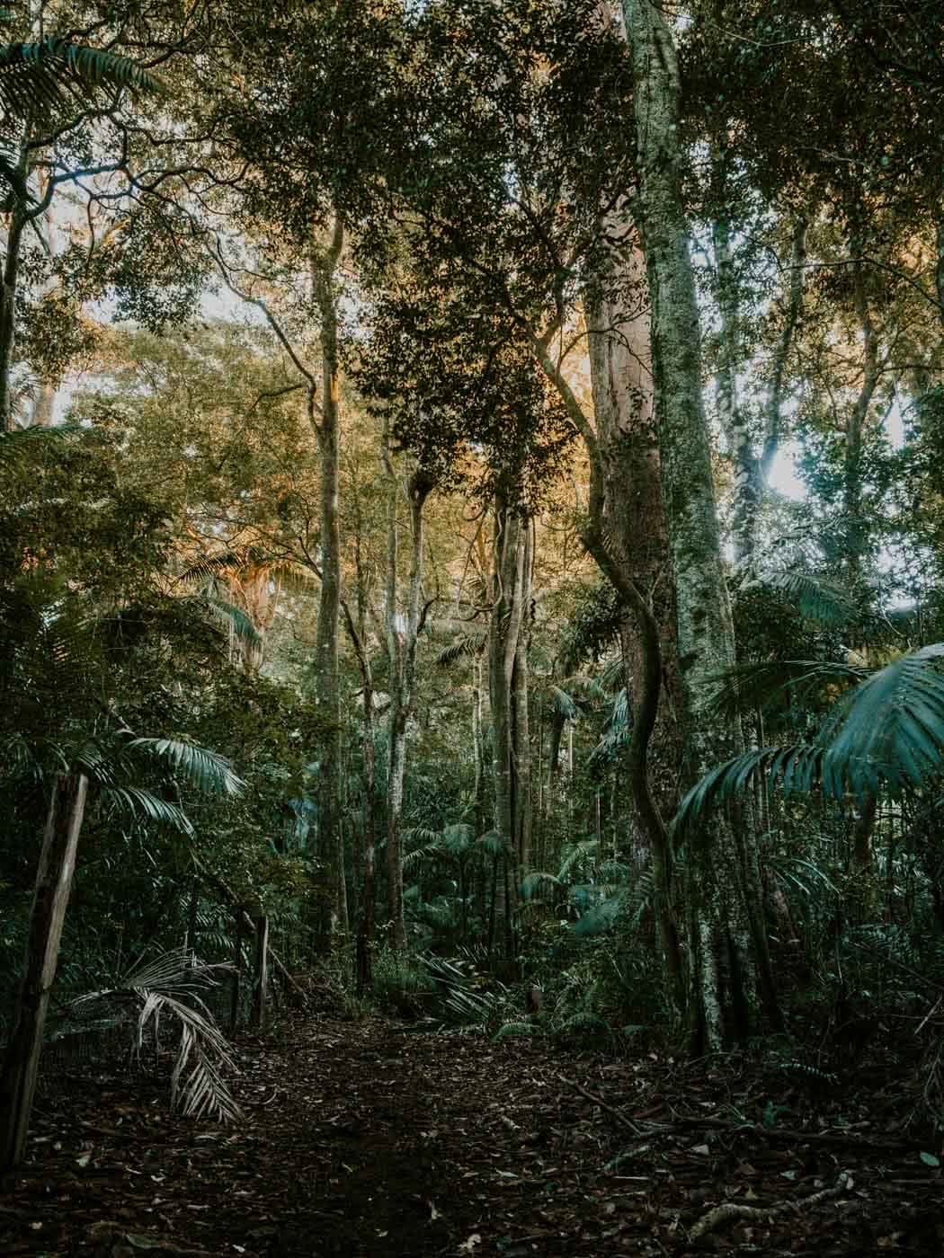 A Jurassic Peak Hidden In The Hinterlands // Mount Cougal (QLD) by Rhys Tattersall, Tall trees on route to the summit