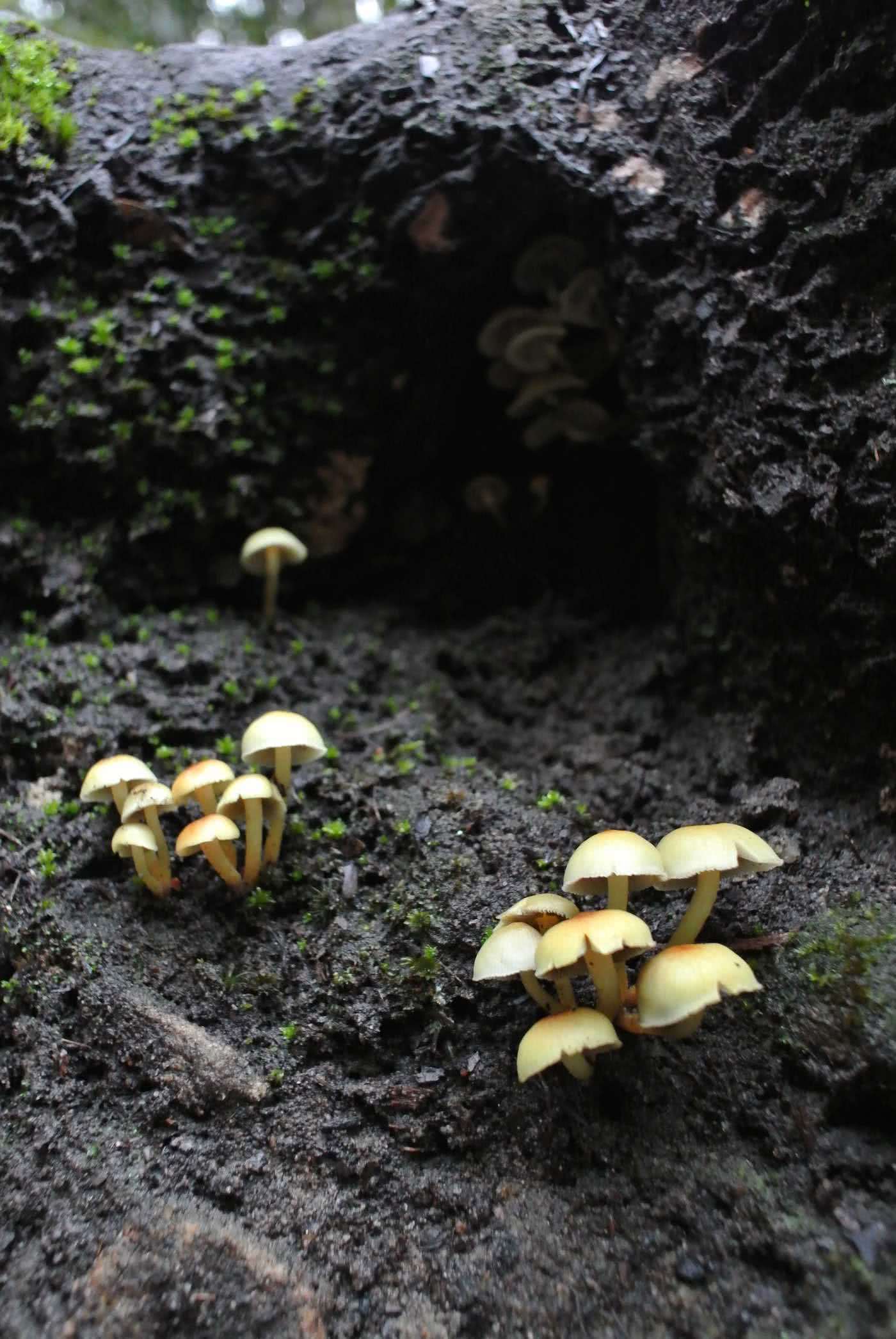Quiet Weekend Escape In Bottle-Free Bundanoon (NSW), Cara Van Wyk, mushrooms, log, moss