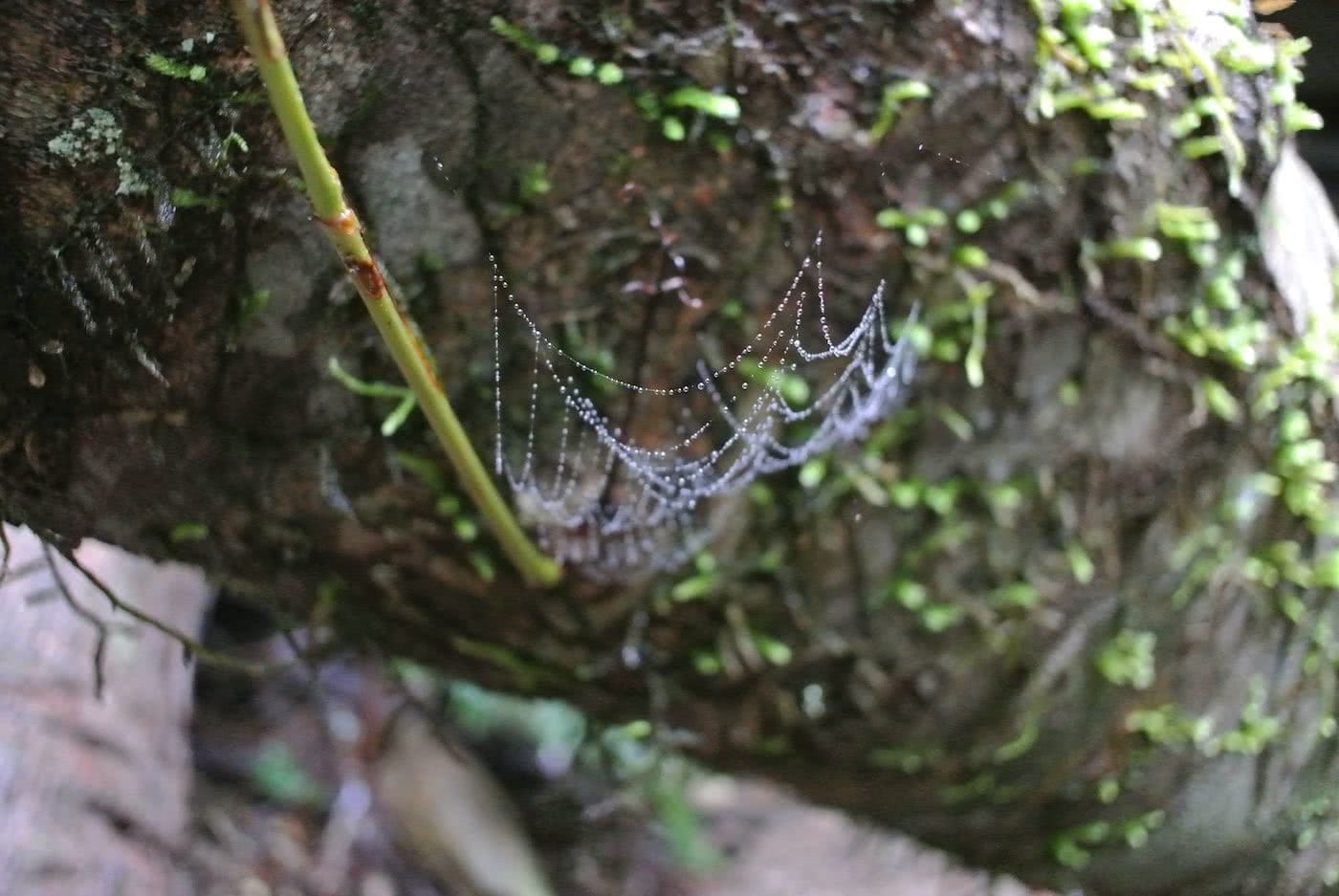 Quiet Weekend Escape In Bottle-Free Bundanoon (NSW), Cara Van Wyk, spider web, log, moss