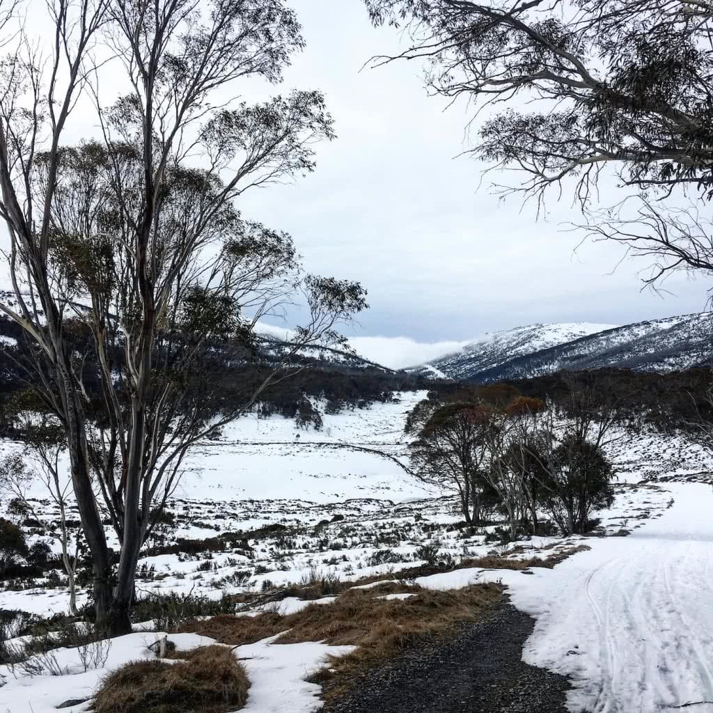 Snowshoeing Across The Aussie Alps , snow, trees, mountains, gumtrees