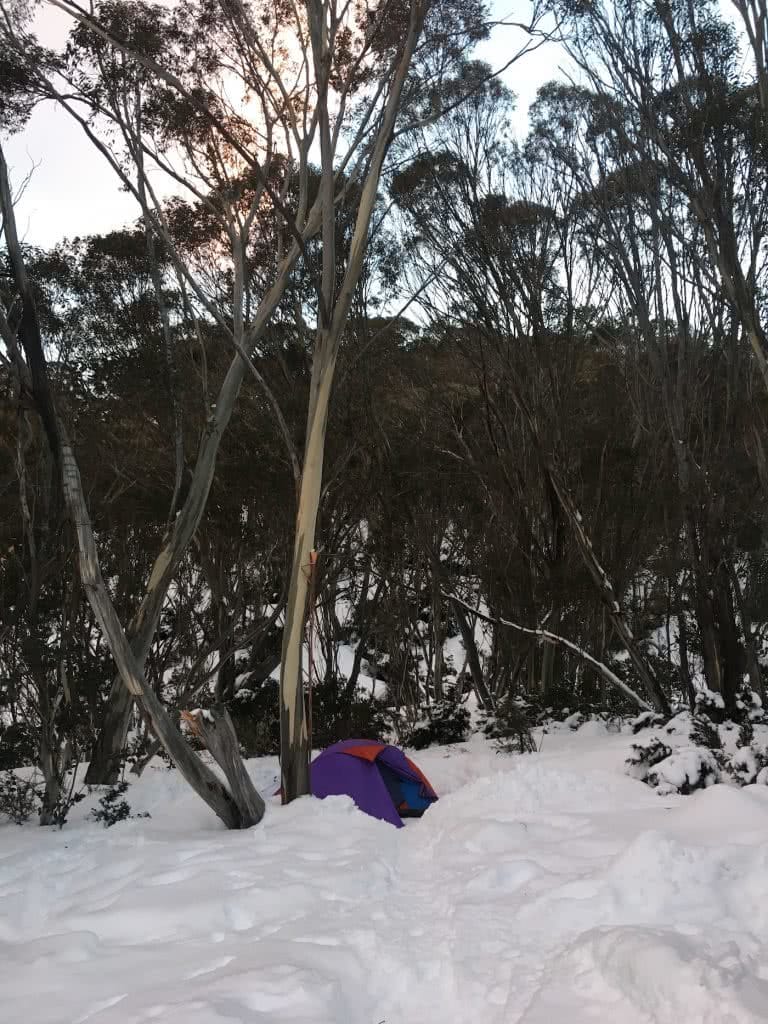 Snowshoeing Across The Aussie Alps, gumtrees, snow, tent, sunset