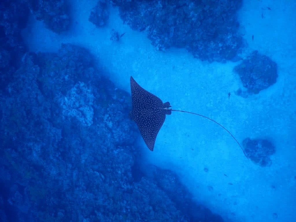 Save Your Skin & The Sea: Ocean Safe Sunscreen, Alice Forrest, ray, underwater, reef, coral, purple, blue