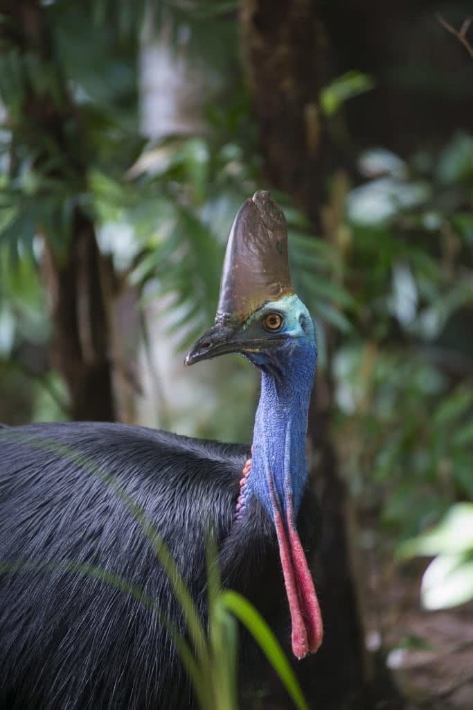 Land Before Time: Exploring the Daintree (QLD), Kate Stevens, rainforest, Cassowary