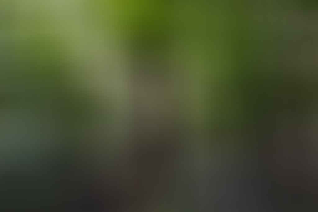 We're Buying A Hectare of Rainforest in Far North Queensland! Here's Why, Kate Stevens, trees, palms, trunk, ferns