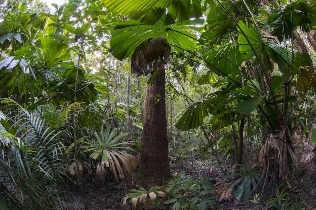 We're Buying A Hectare of Rainforest in Far North Queensland! Here's Why, Kate Stevens, trees, palms, trunk, ferns