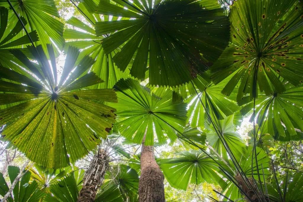 We're Buying A Hectare of Rainforest in Far North Queensland! Here's Why, Kate Stevens, trees, palms, canopy, sunlight, shadows