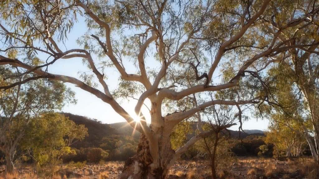 Capturing The Landscapes Of The Larapinta, Conor Moore, photo 2, Redbank Gorge River Gum, tree, sunlight, desert, mountain
