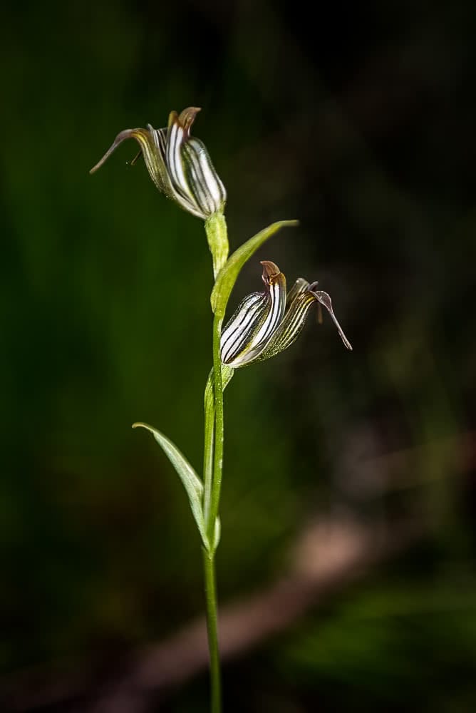 Forest Adventures In Mount Frankland National Park, photo by Megan Warner, western australia, orchid mount burnett