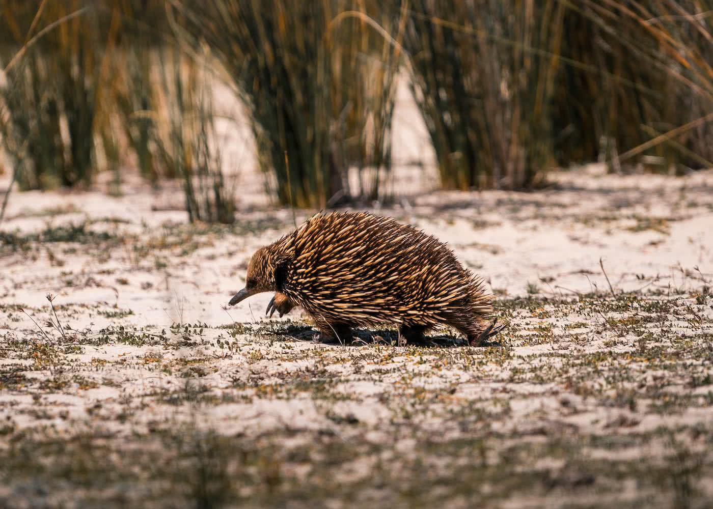 8 Great Reasons To Take Your Mates To Eurobodalla, photo by Fin Matson, echidna, Bingi Bingi Dreaming Track, sand