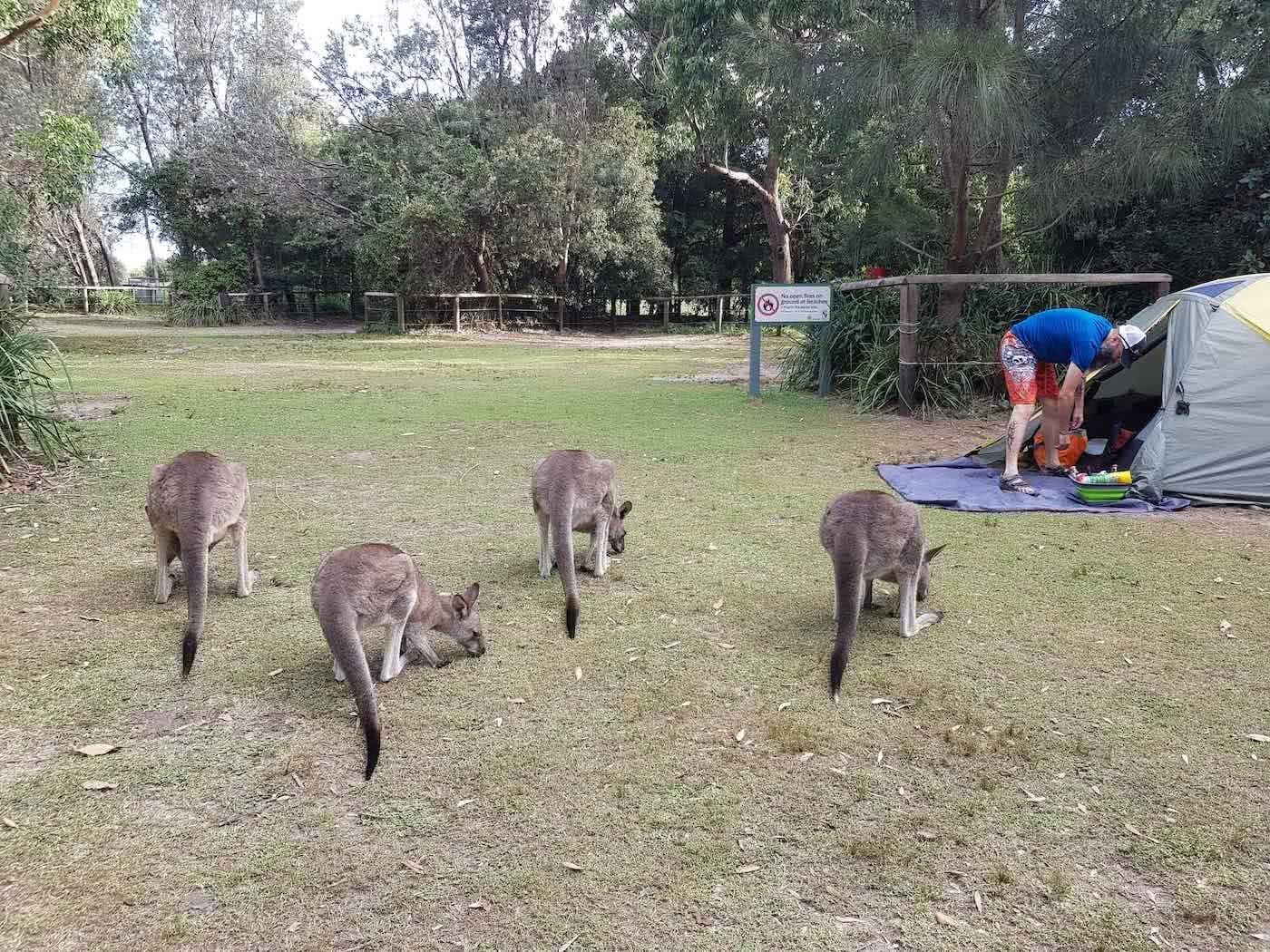 Ditch The Crowds // Cave Beach (ACT), Dan Slater, camp, kangaroos, mob, grass, tent