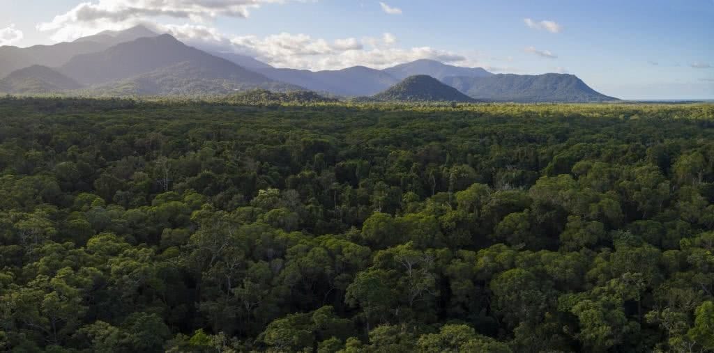 Protecting The Earth’s Oldest Rainforest // Interview With Kelvin Davies, photo by Steven Nowakowski, Daintree, trees, panorama, mountains