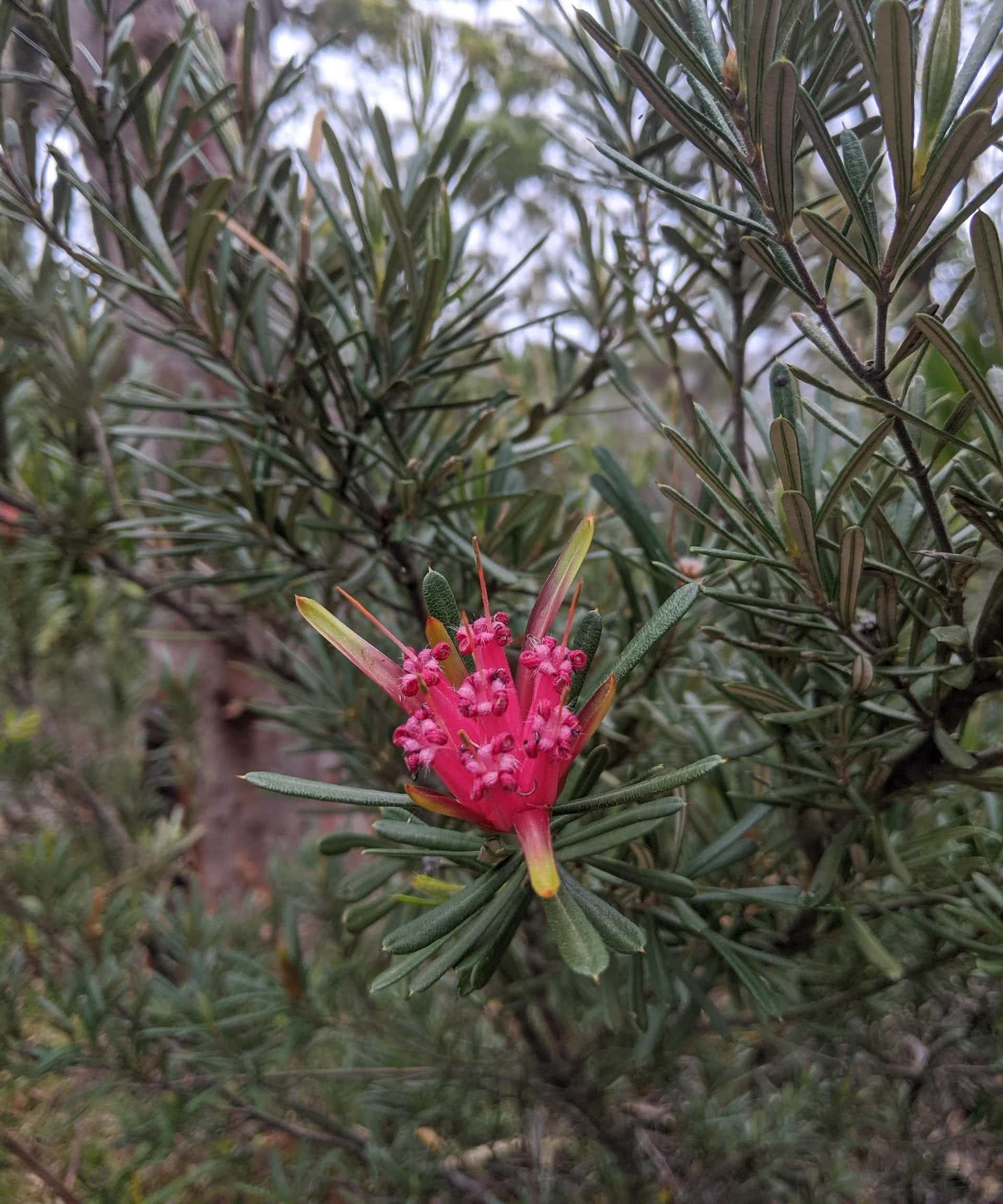 Trek Across The Illawarra Escarpment On The Forest Walk, Amy Fairall, flower, tree, pink