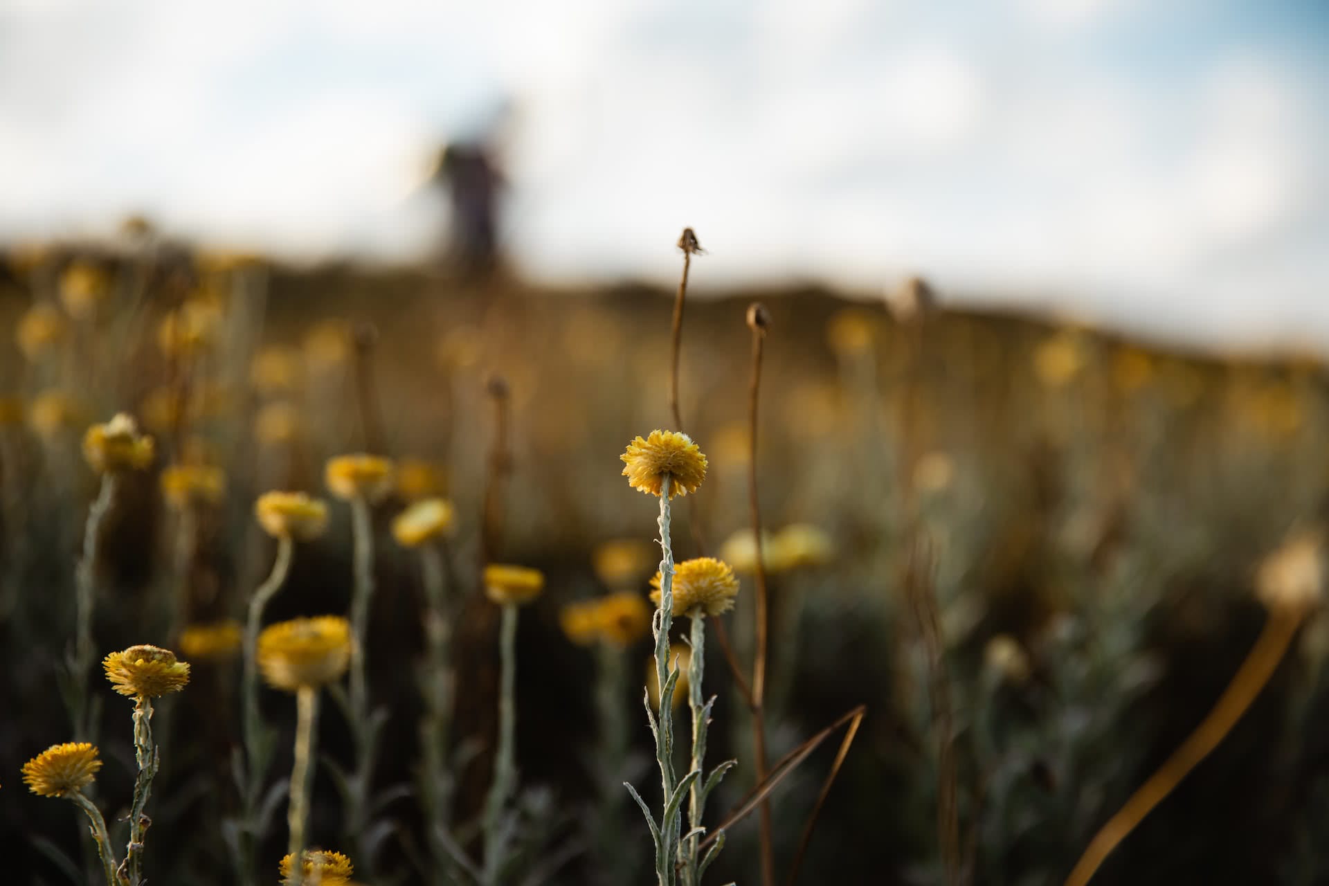 Conquer Mt Howitt And Tame The Crosscut Saw (VIC), Jamie Humby, wildflowers, mountains, paper daisies