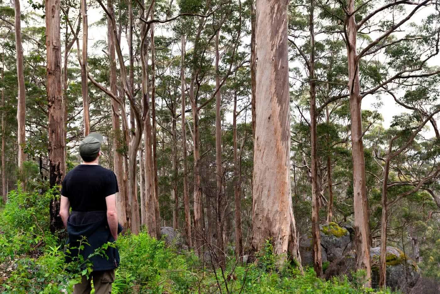 Around The Mountain On The Caldyanup Trail // Walpole(WA), Megan Warner, man, gum trees, forest, ferns