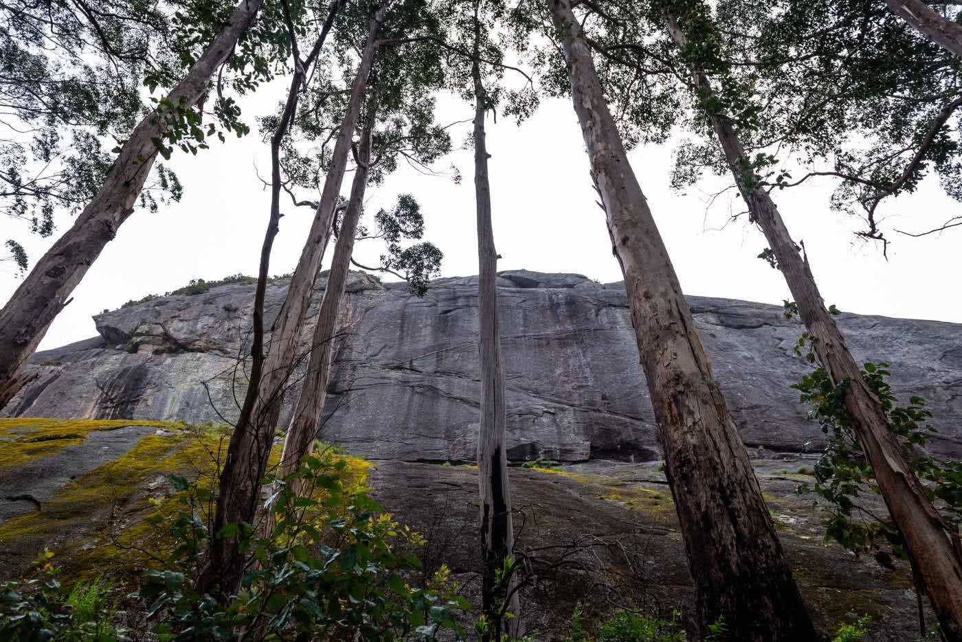 Around The Mountain On The Caldyanup Trail // Walpole(WA), Megan Warner, gum trees, mountain, rock, cliff, rain