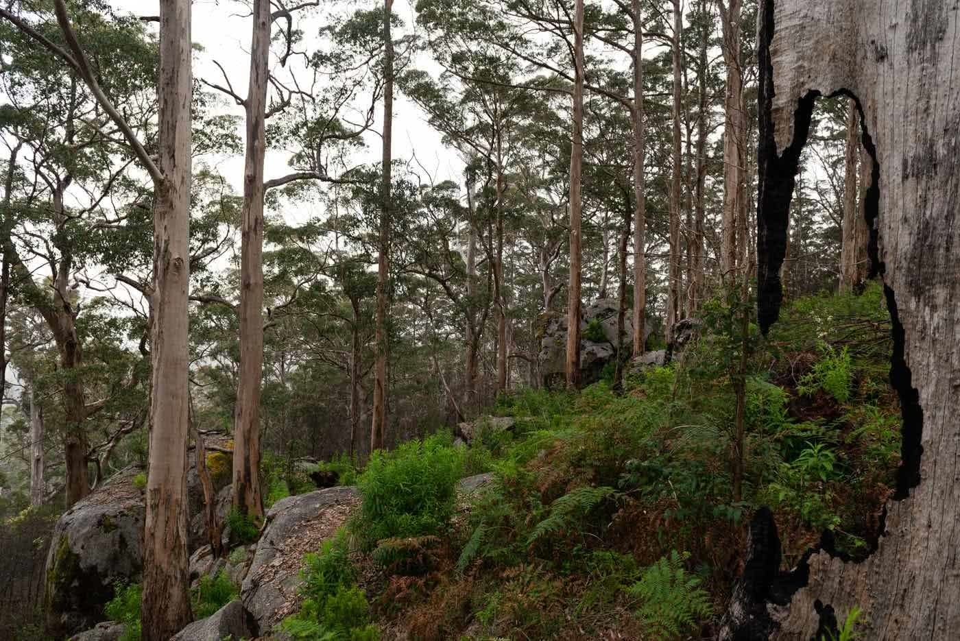 Around The Mountain On The Caldyanup Trail // Walpole(WA), Megan Warner, gum trees, fern, forest, rain