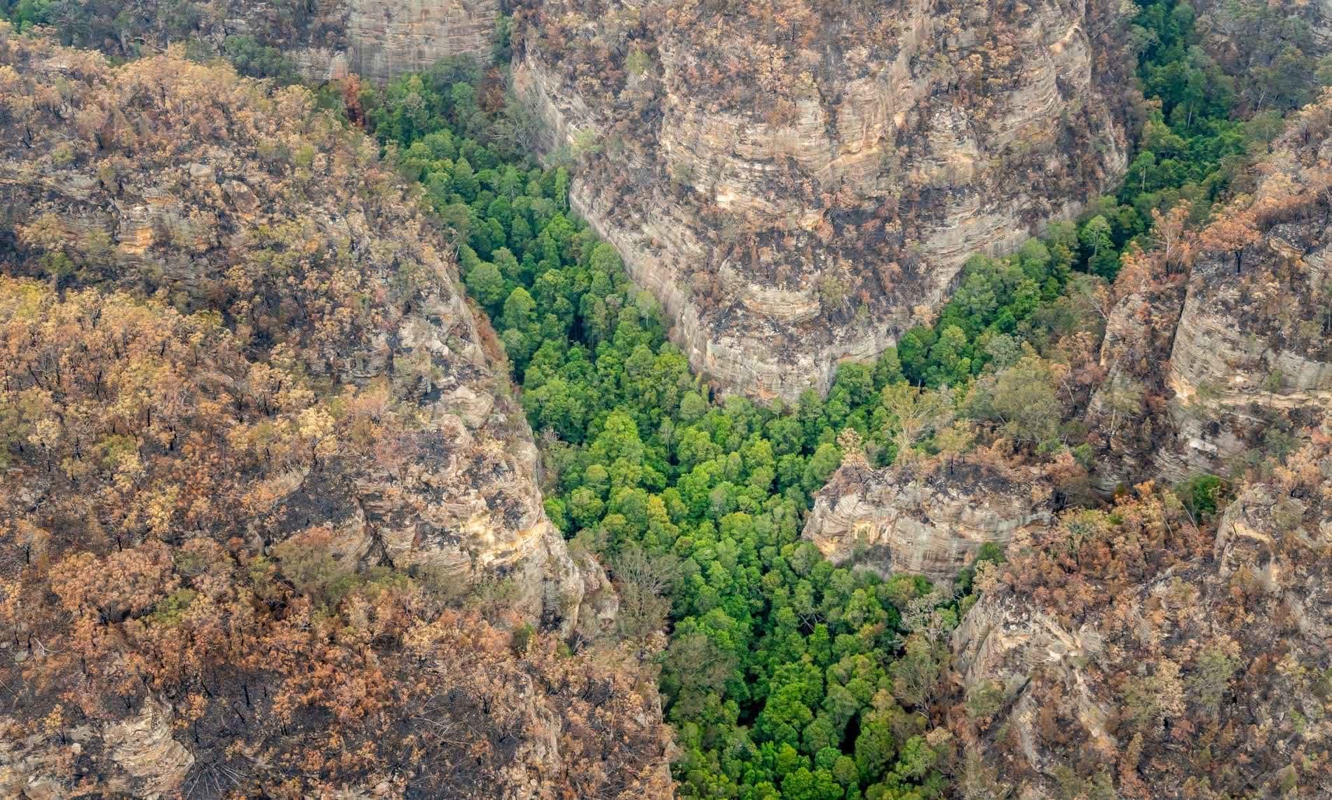 Prehistoric Wollemi Pines Saved From Bushfire, photo by Department of Ag and Primary Industries