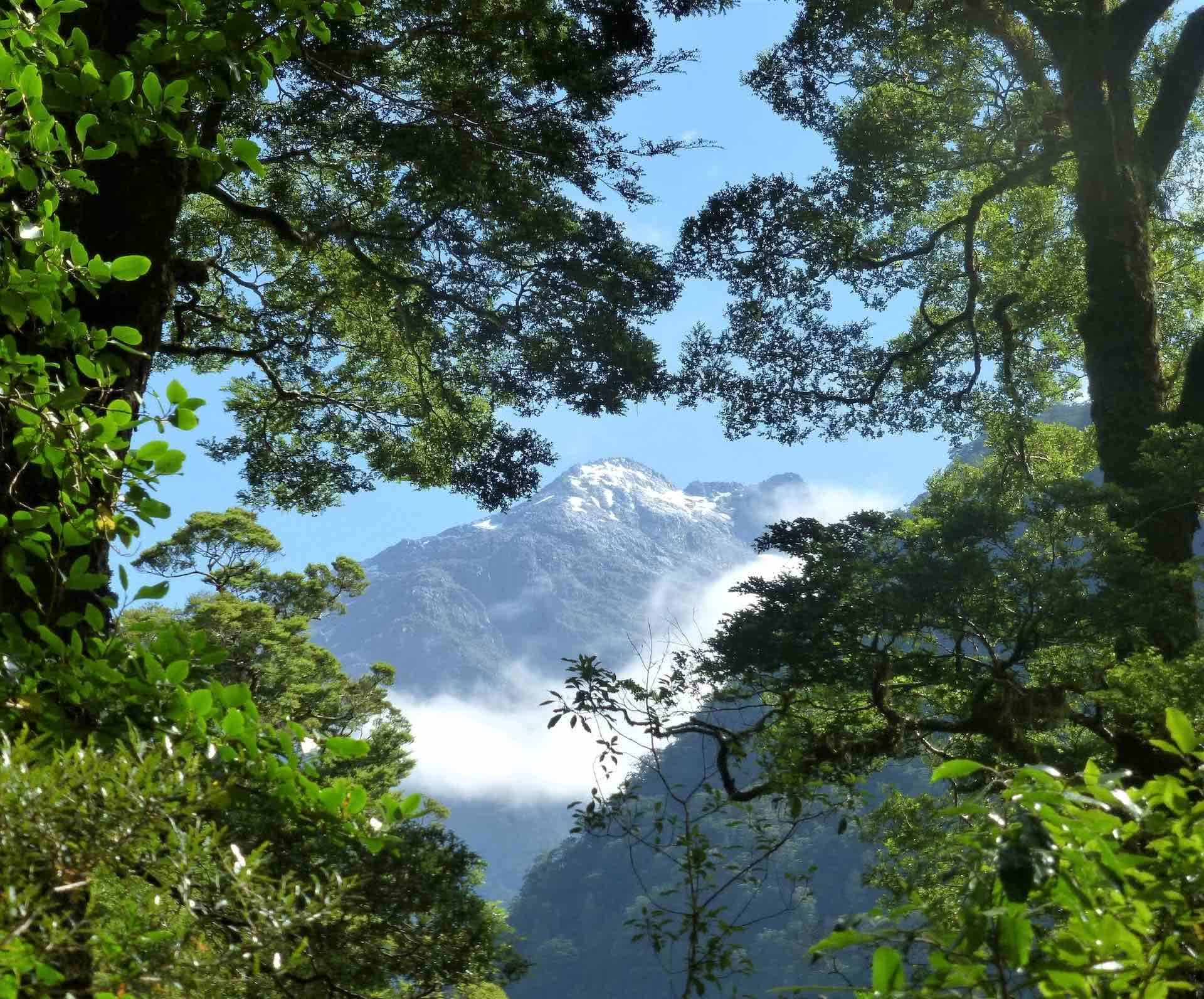 The Magic of the Milford Sound Track (NZ), Jessie McCrae, mountains, trees, snow, hiking