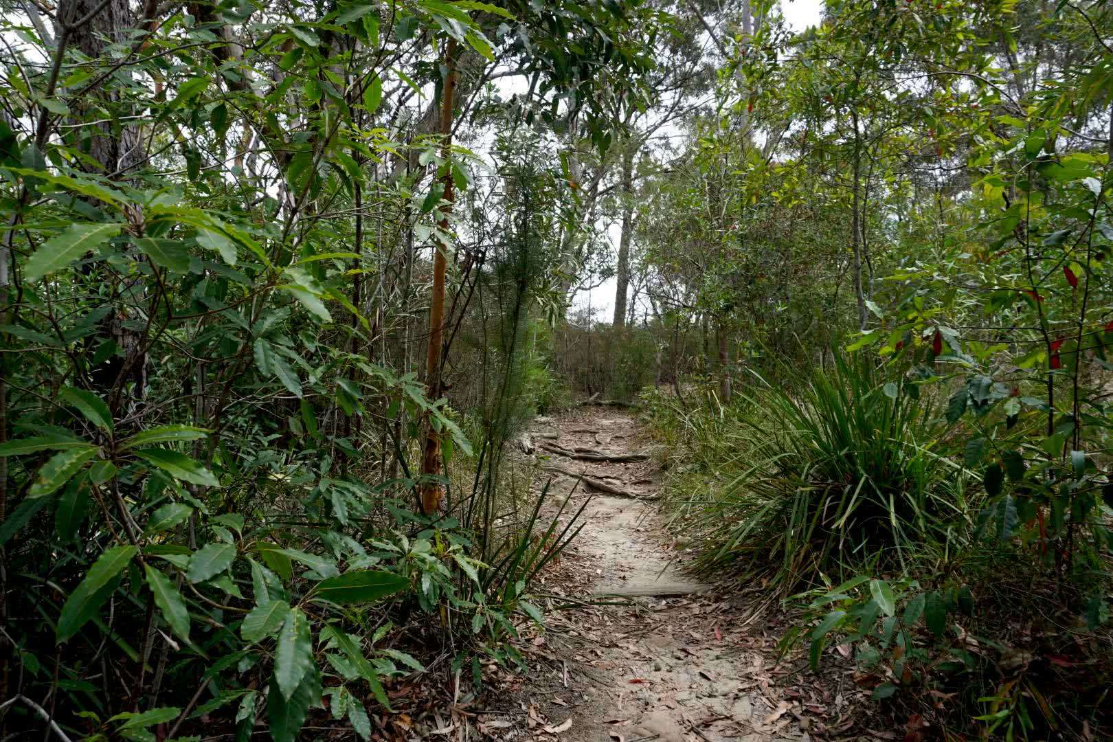 A Nature Escape Half An Hour From The Sydney CBD // Lane Cove National Park, rafaela khodai, lane cove, sydney, NSW, hiking trail, path
