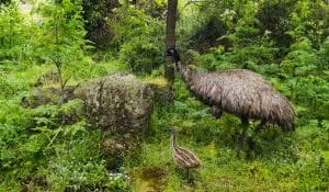 Emus, Koalas and Volcanos, Oh My! // Tower Hill Wildlife Reserve (VIC), Bee Stephens, photo by Jono Tan, emus, mum and baby, forest, green, trail