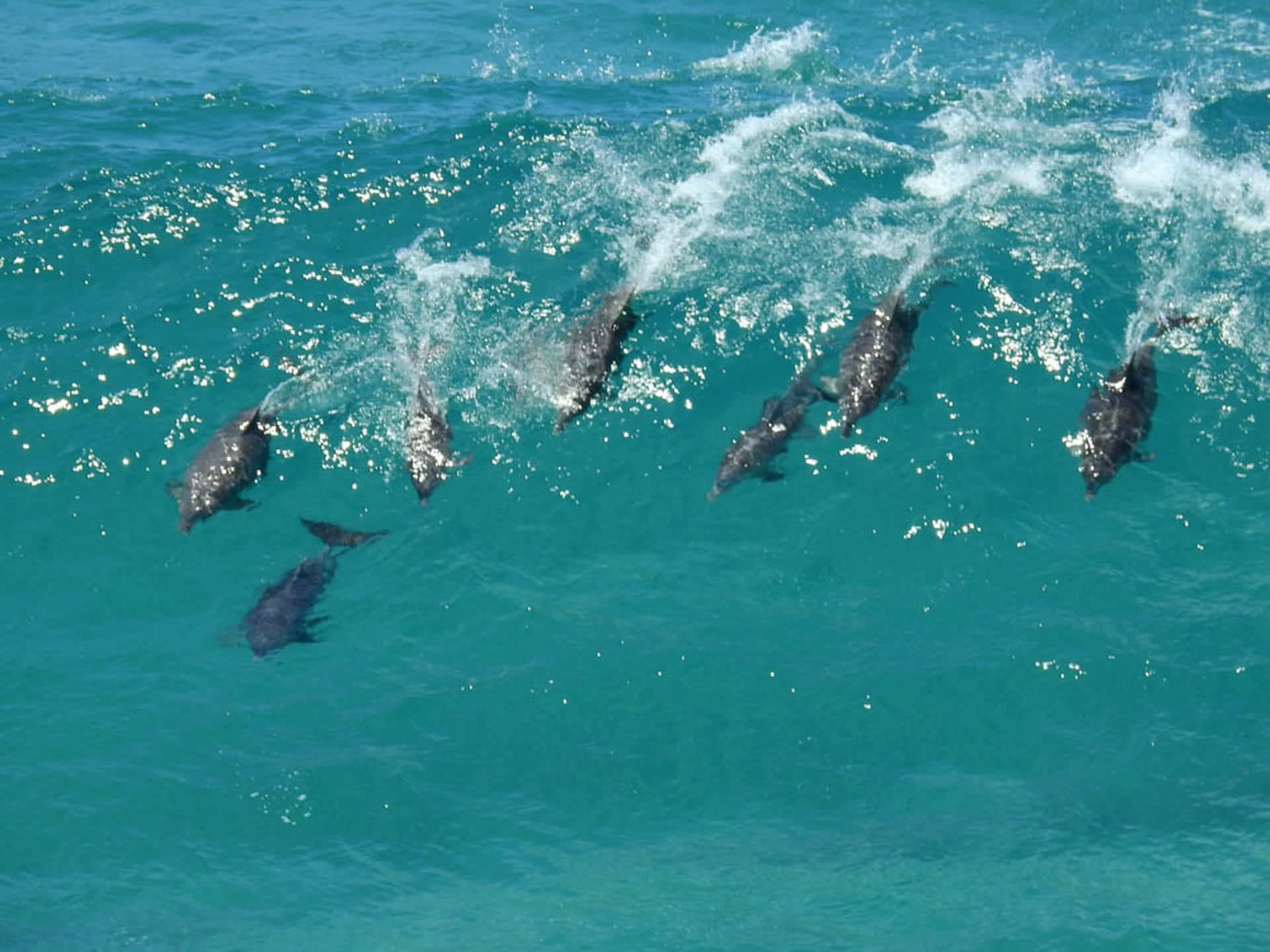 Whale Watch From the Gorge Walk on North Stradbroke Island (QLD), Megan Forbes, dolphins, surfing, ocean, wave, pod