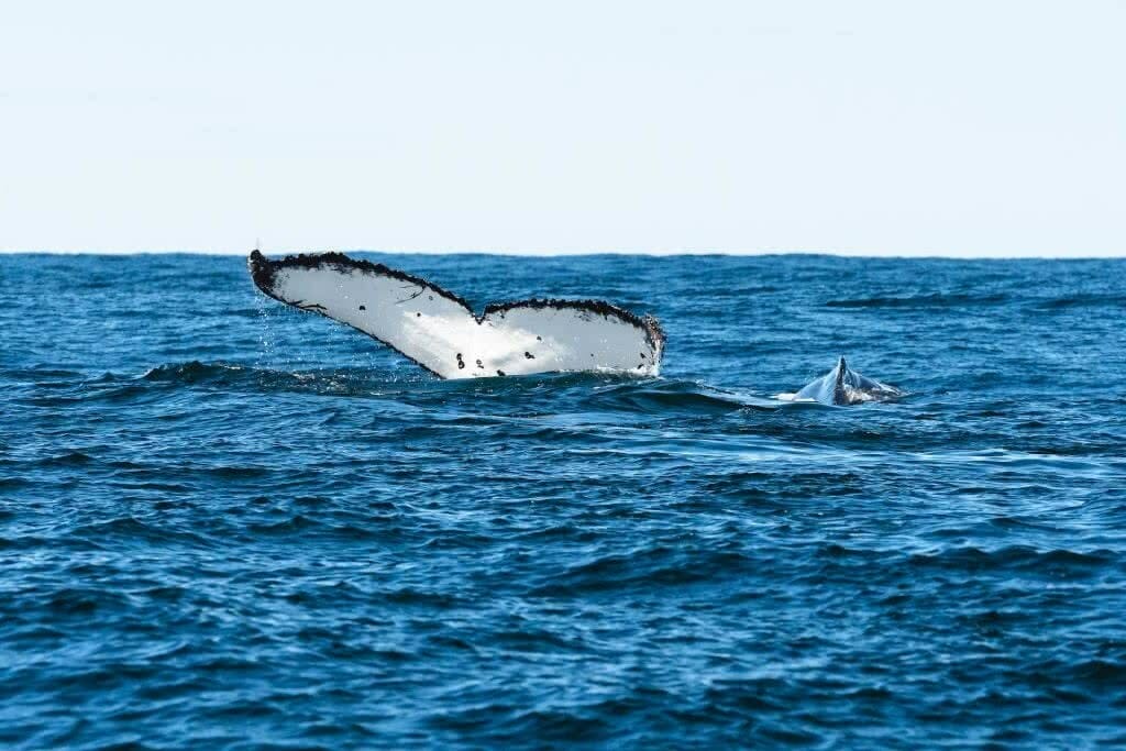 An Adventure Weekender in Kiama, photo by Jon Harris, whale, tail, ocean, calf