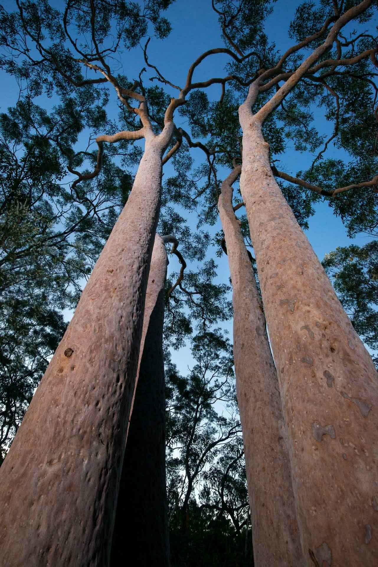 Wild Sydney – A Photo Essay, photo by Chris Firth, Sydney, NSW, gums, trees, eucalyptus
