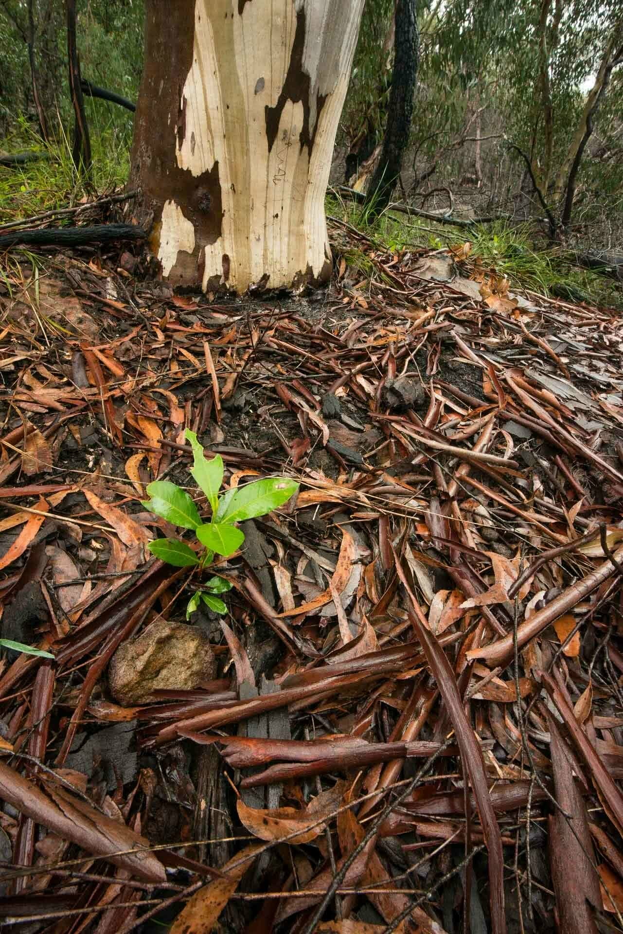Wild Sydney – A Photo Essay, photo by Chris Firth, Sydney, NSW, regrowth, shoots, native