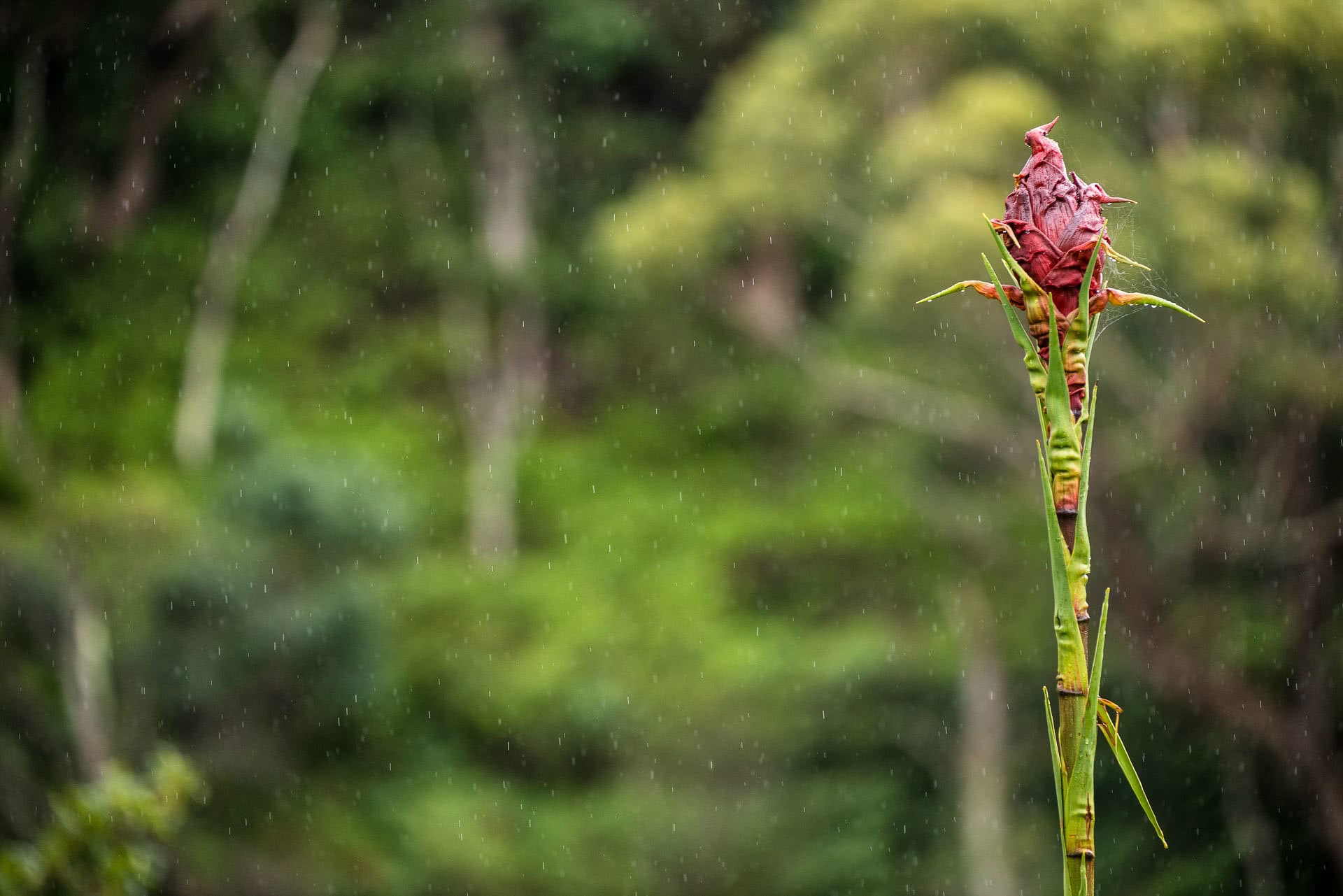 Wild Sydney – A Photo Essay, photo by Chris Firth, Sydney, NSW, rainshower, flower