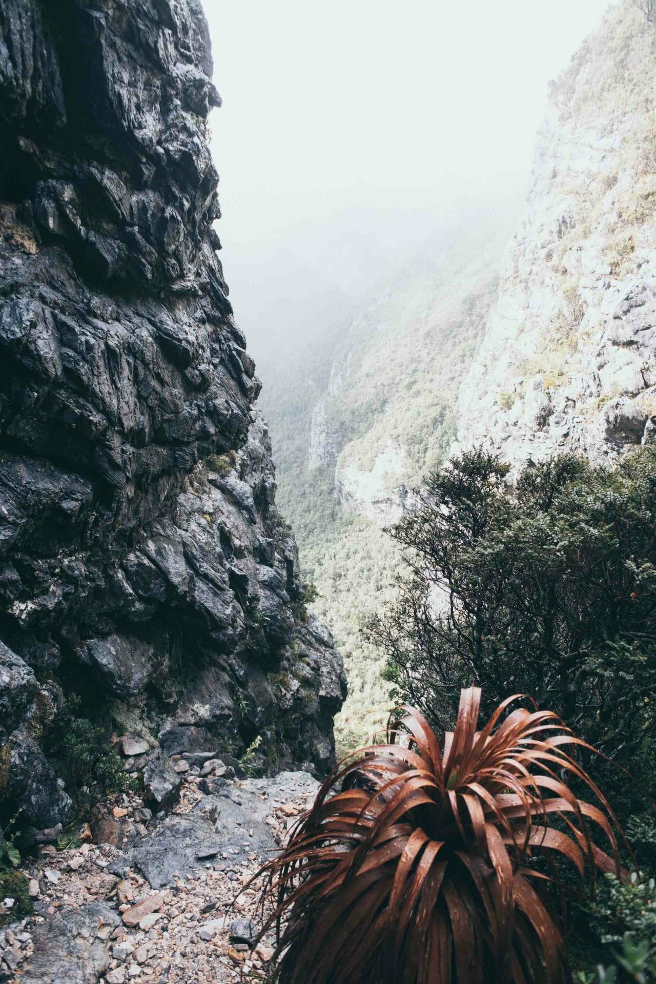 A Solo Journey Across The Western Arthurs Traverse, Christine Zelezny, Tasmania, rock, Southwest National Park, pandani