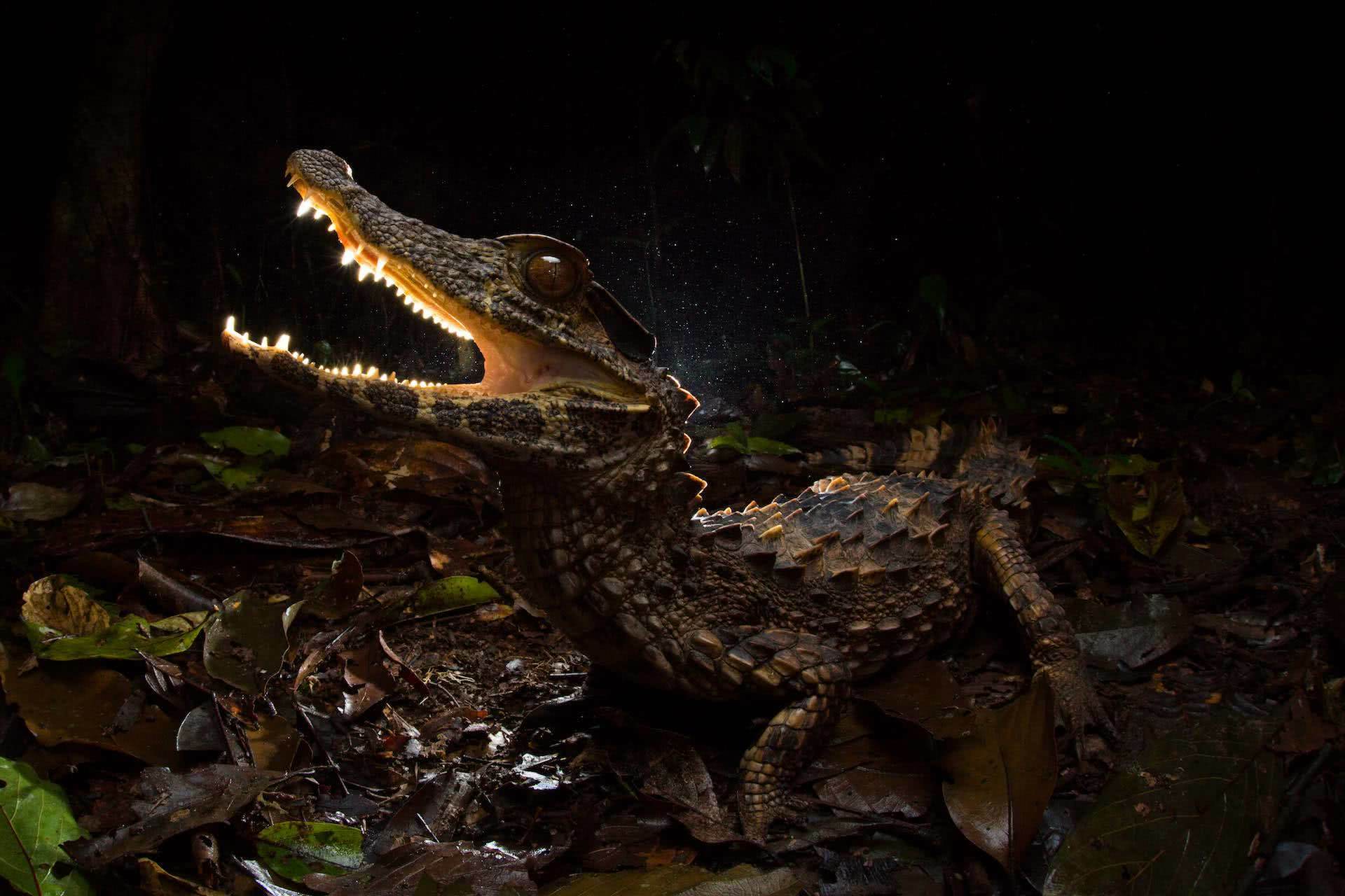 26 Free Nature & Animal Documentaries You Can Watch Online, jannico kelk, wildlife photography, crocodile, baby, dark