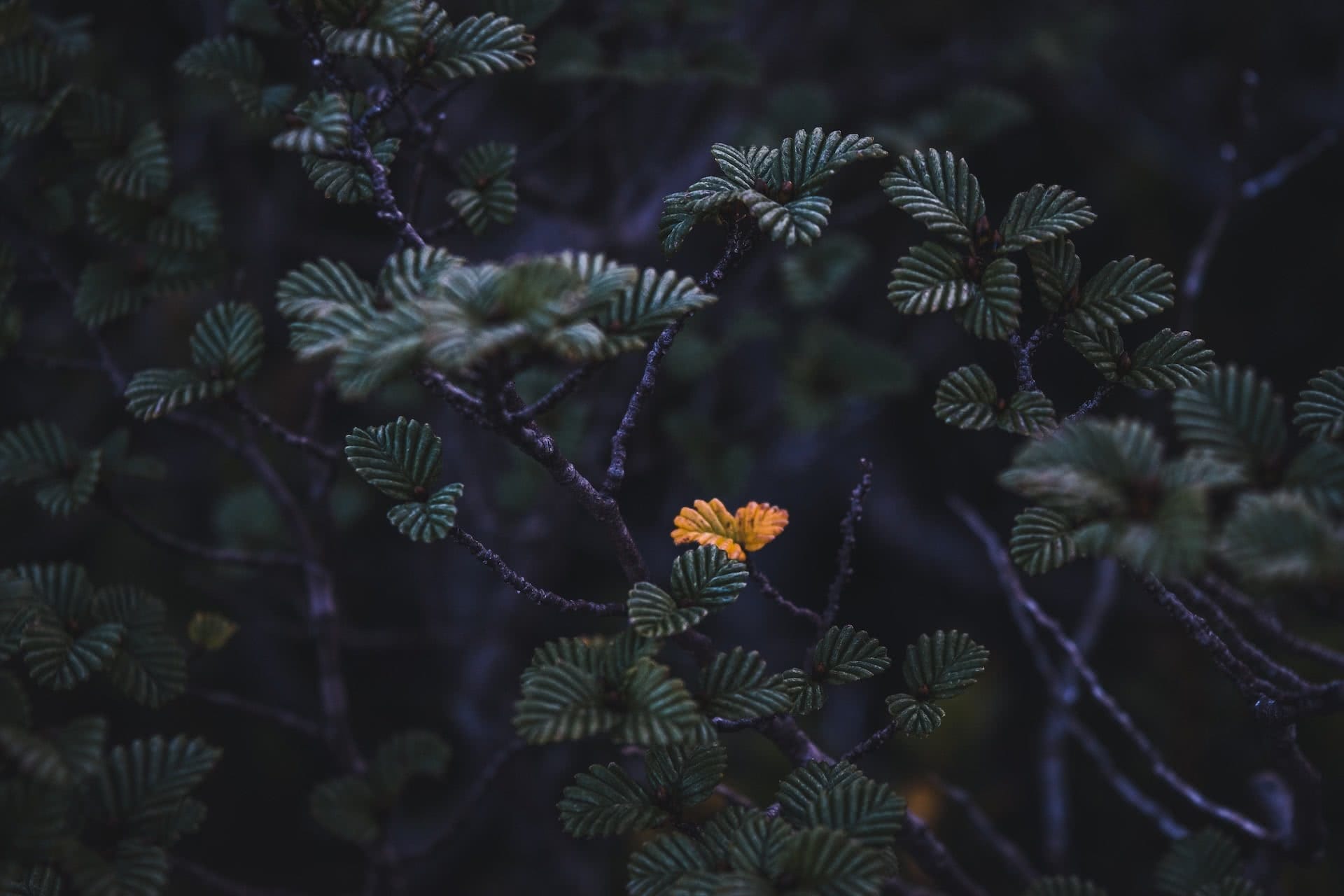 nothofagus gunnii, turning of the fagus, Off-track Navigation in the Tyndall Range // Tasmania's Wild West, christine zelezny, mountains, tasmania,