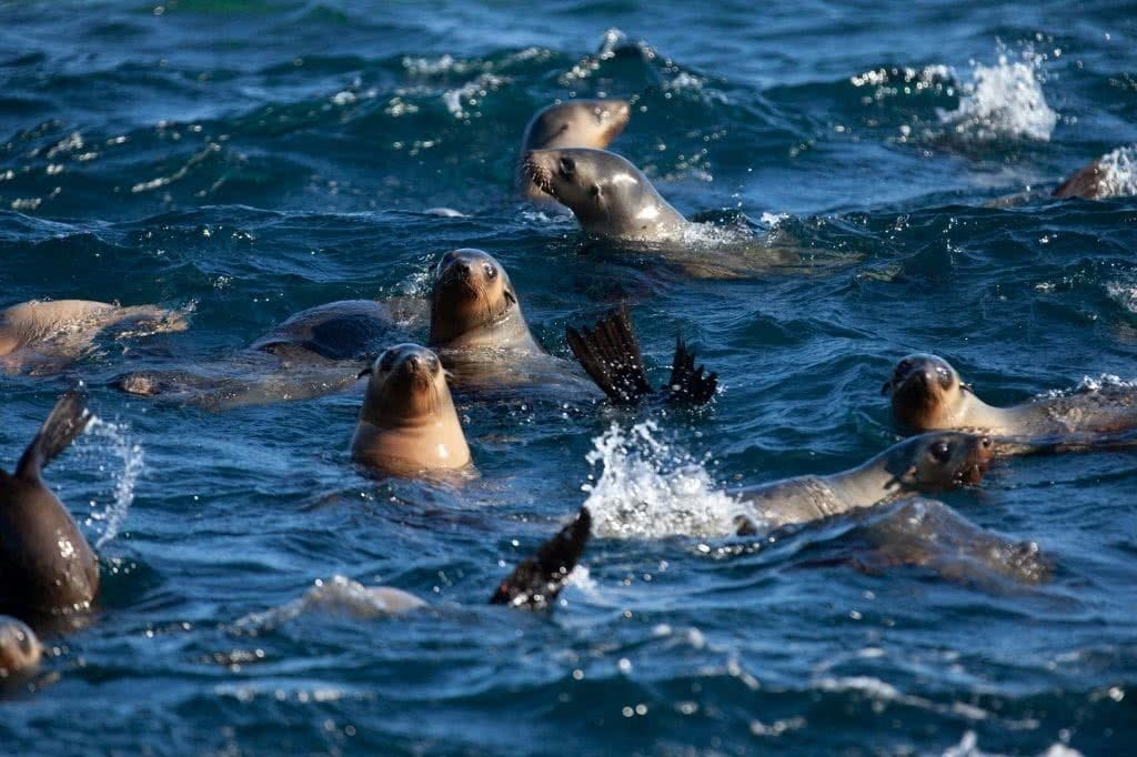 Wilsons Promontory Cruise, Prom Cruises, Seals