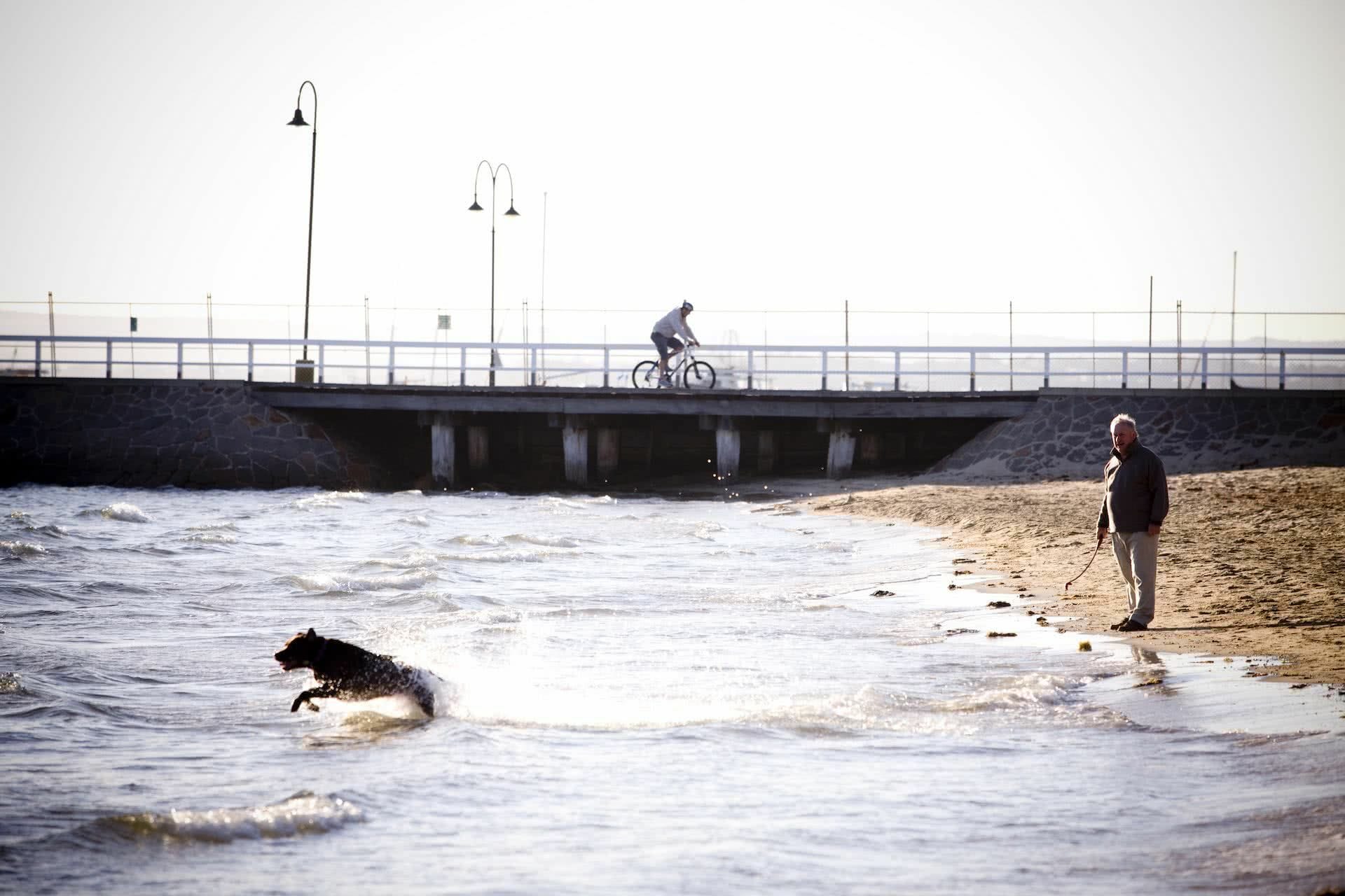 15 Dog Friendly Walks Near Melbourne, Amy Fairall, photo by Visit Vic, Sorrento, Mornington Peninsula, dog, ocean, person, pier, beach