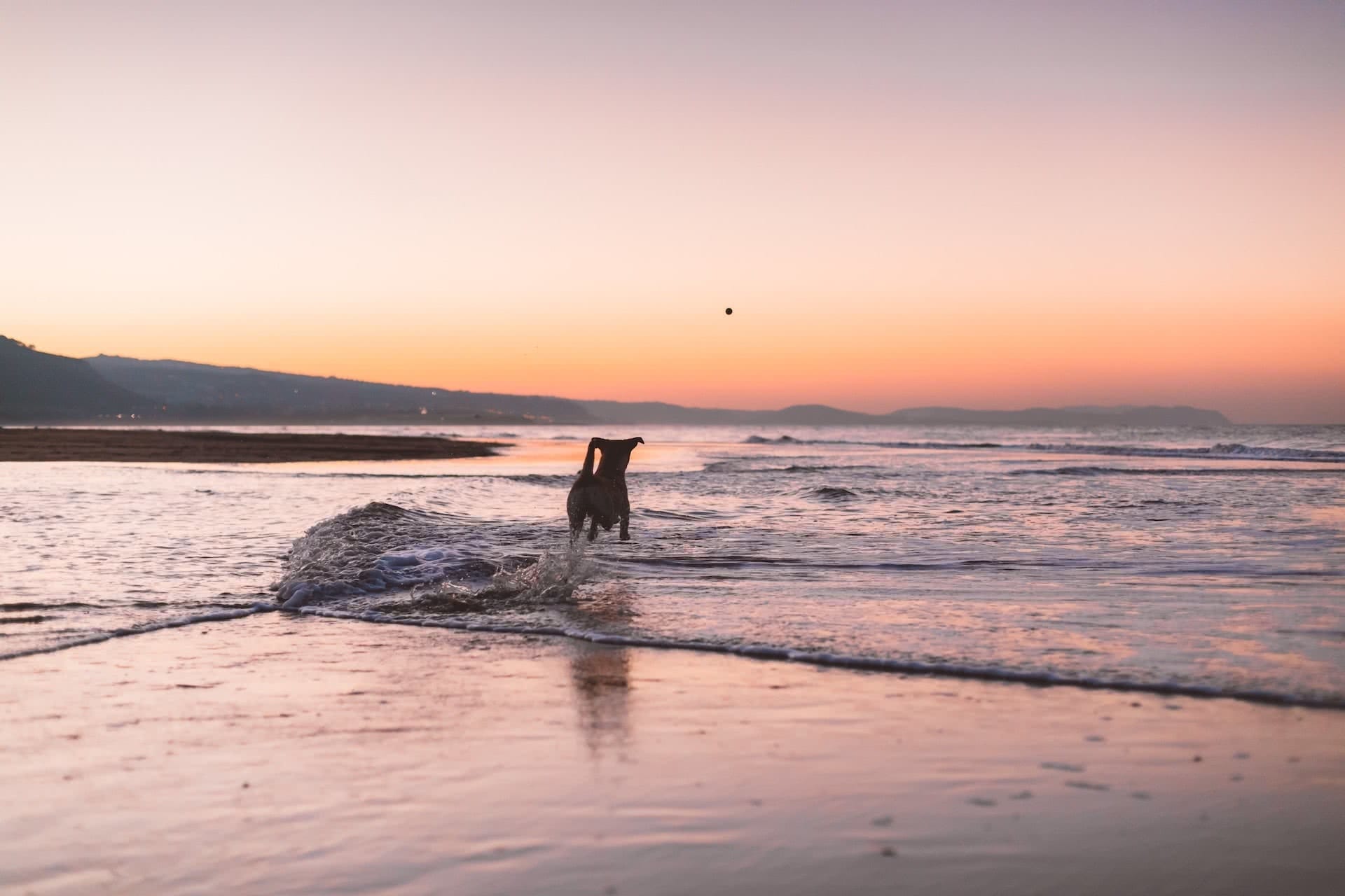 15 Dog Friendly Walks Near Melbourne, Amy Fairall, photo by Humphrey Muleba, sunset, coastline, dog, beach, ocean, fetch