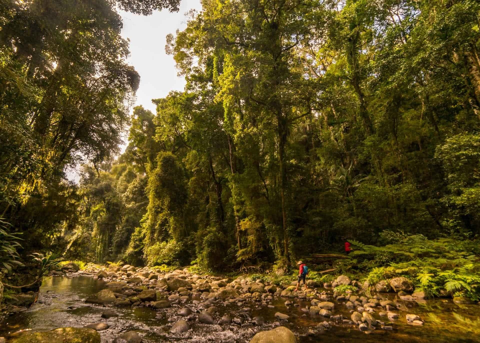 lamington national park, photo by miranda fittock, green, rainforest, south east queensland, overnight hikes near brisbane